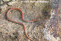 Variable Groundsnake