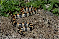 Variable Groundsnake