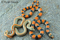 Variable Groundsnake