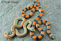 Variable Groundsnake