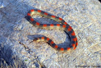Variable Groundsnake
