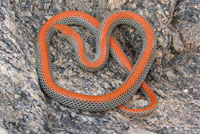 Variable Groundsnake