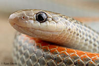 Variable Groundsnake