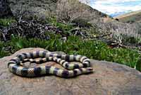 Variable Groundsnake