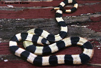 Variable Groundsnake