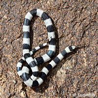 Variable Groundsnake