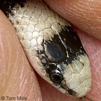 Variable Groundsnake
