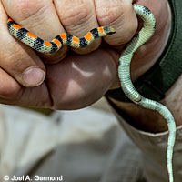 Variable Groundsnake