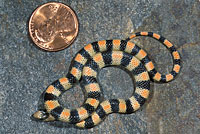 Variable Groundsnake