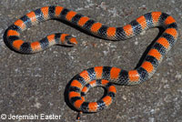 Variable Groundsnake