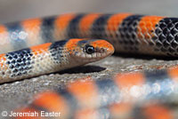 Variable Groundsnake