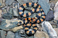 Variable Groundsnake