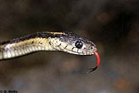 Aquatic Gartersnake Intergrade