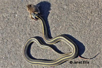 Northern Pacific Rattlesnake