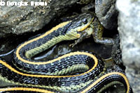 Diablo Range Gartersnake