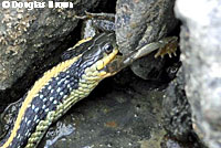 Diablo Range Gartersnake