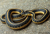 Diablo Range Gartersnake