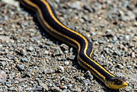 Diablo Range Gartersnake