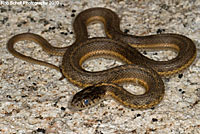 Terrestrial gartersnake