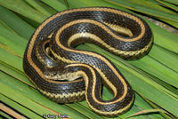 Giant Gartersnake