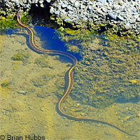 Pacific Gopher Snake