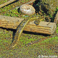 Giant Gartersnake