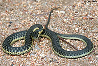 Two-striped Gartersnake