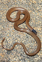 snakeWestern Black-headed Snake