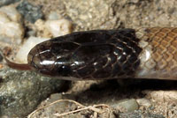 snake