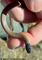 Western Black-headed Snake