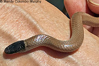 Western Black-headed Snake