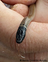 Western Black-headed Snake