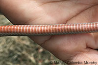 Western Black-headed Snake