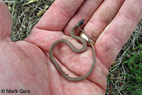 Western Black-headed Snake