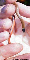 Western Black-headed Snake