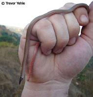 Western Black-headed Snake