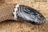 Western Black-headed Snake