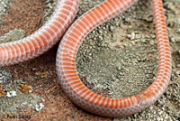 Western Black-headed Snake