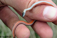 Western Black-headed Snake