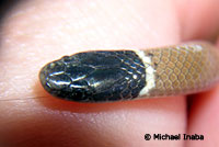 Western Black-headed Snake