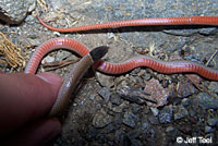 Western Black-headed Snake