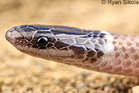 Western Black-headed Snake