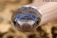 Western Black-headed Snake