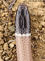 Western Black-headed Snake