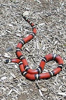 Sinaloan Milksnake