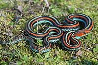 San Francisco Gartersnake