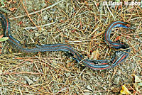 San Francisco Gartersnake