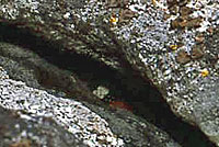 Sierra Mountain Kingsnake