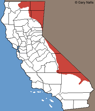 Desert Striped Whipsnake California Range Map