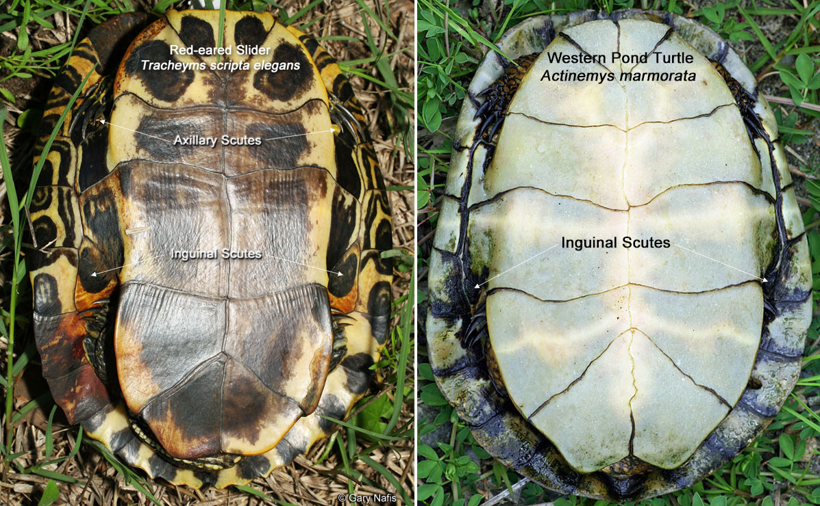 Identifying California Turtles,How To Get Sap Out Of Clothes That Have Been Washed
